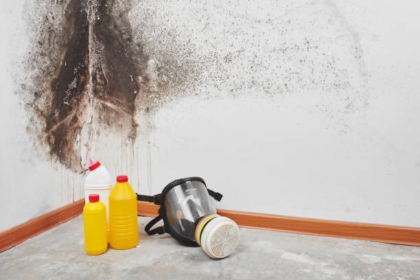Trusted Cape Charles, VA Mold Removal Experts