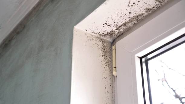Best Best Mold Removal Companies  in Cape Charles, VA