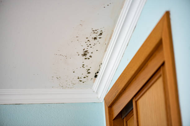 Best Mold Testing  in Cape Charles, VA