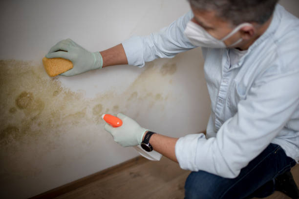 Best Mold Removal Company Near Me  in Cape Charles, VA