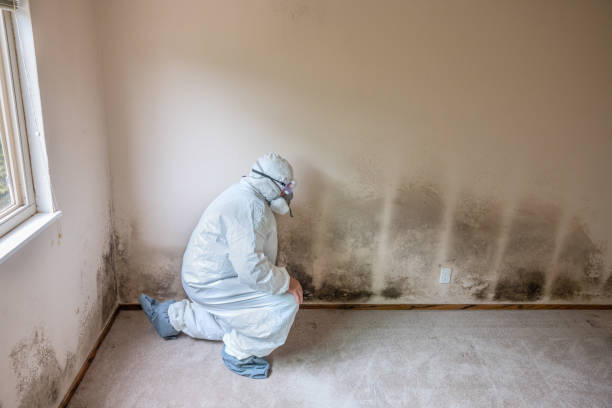Best Mold Remediation  in Cape Charles, VA