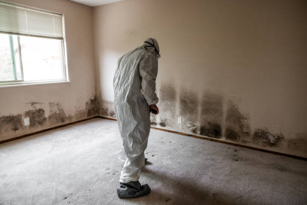 Mold Removal Process in Cape Charles, VA