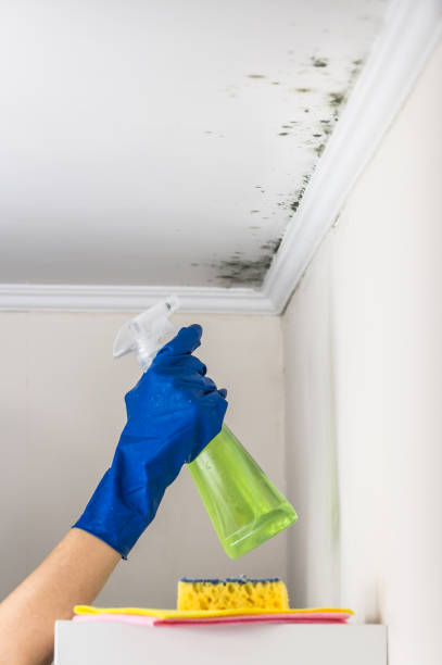 Best Office Mold Removal Services  in Cape Charles, VA